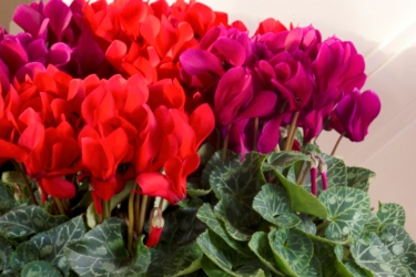 Cyclamen Elegante Variety Thumbnail.jpg